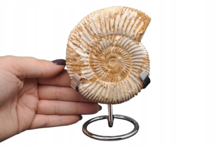 * AMONIT MACROCEPHALITES BARDZO CIEKAWY OKAZ DO KOLEKCJI NR 1 *