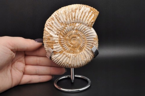 * AMONIT MACROCEPHALITES BARDZO CIEKAWY OKAZ DO KOLEKCJI NR 1 *