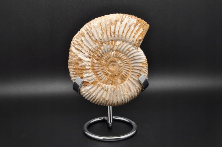 * AMONIT MACROCEPHALITES BARDZO CIEKAWY OKAZ DO KOLEKCJI NR 1 *