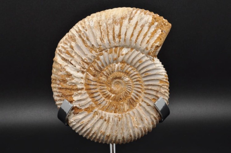 * AMONIT MACROCEPHALITES BARDZO CIEKAWY OKAZ DO KOLEKCJI NR 1 *