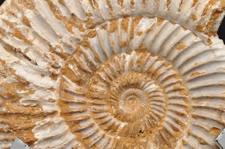 * AMONIT MACROCEPHALITES BARDZO CIEKAWY OKAZ DO KOLEKCJI NR 1 *