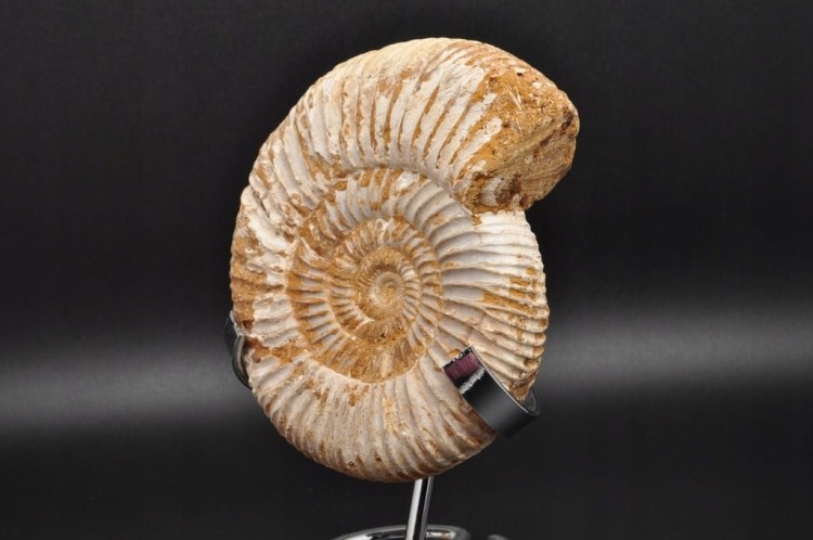 * AMONIT MACROCEPHALITES BARDZO CIEKAWY OKAZ DO KOLEKCJI NR 1 *