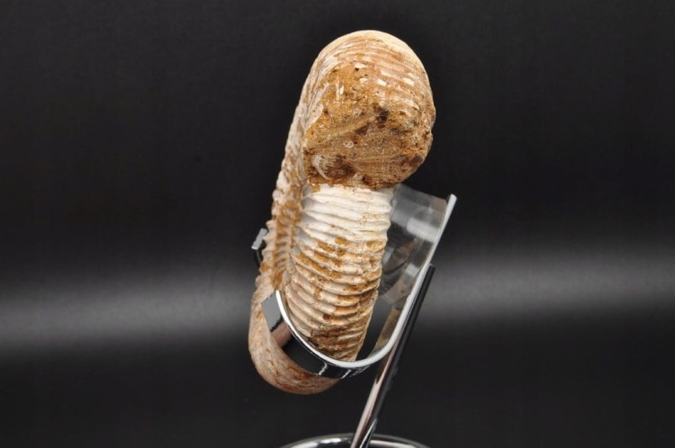 * AMONIT MACROCEPHALITES BARDZO CIEKAWY OKAZ DO KOLEKCJI NR 1 *