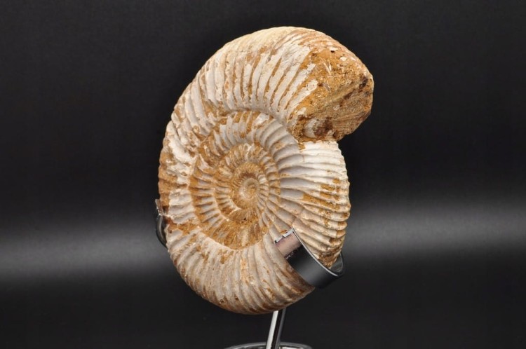 * AMONIT MACROCEPHALITES BARDZO CIEKAWY OKAZ DO KOLEKCJI NR 1 *