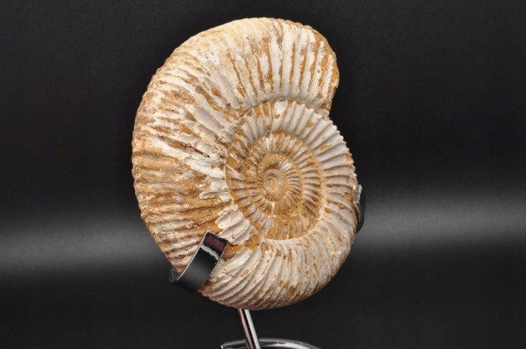 * AMONIT MACROCEPHALITES BARDZO CIEKAWY OKAZ DO KOLEKCJI NR 1 *