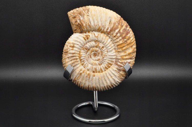 * AMONIT MACROCEPHALITES BARDZO CIEKAWY OKAZ DO KOLEKCJI NR 1 *