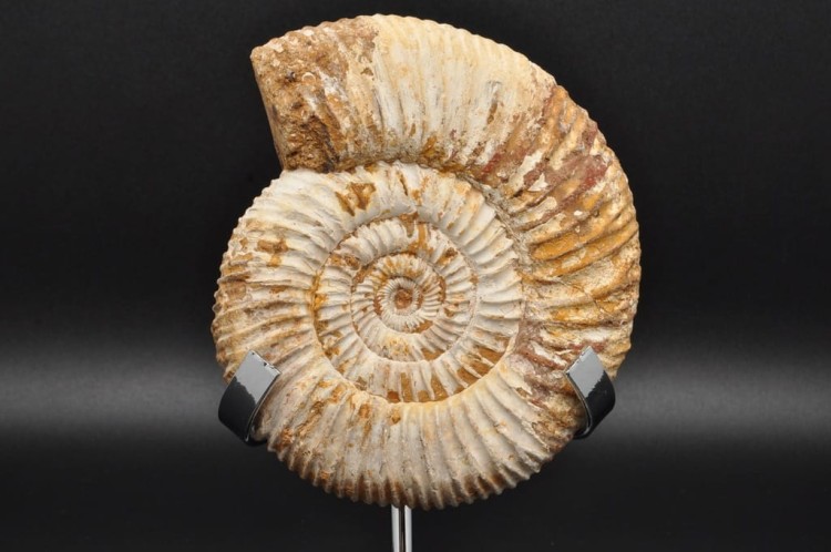 * AMONIT MACROCEPHALITES BARDZO CIEKAWY OKAZ DO KOLEKCJI NR 1 *