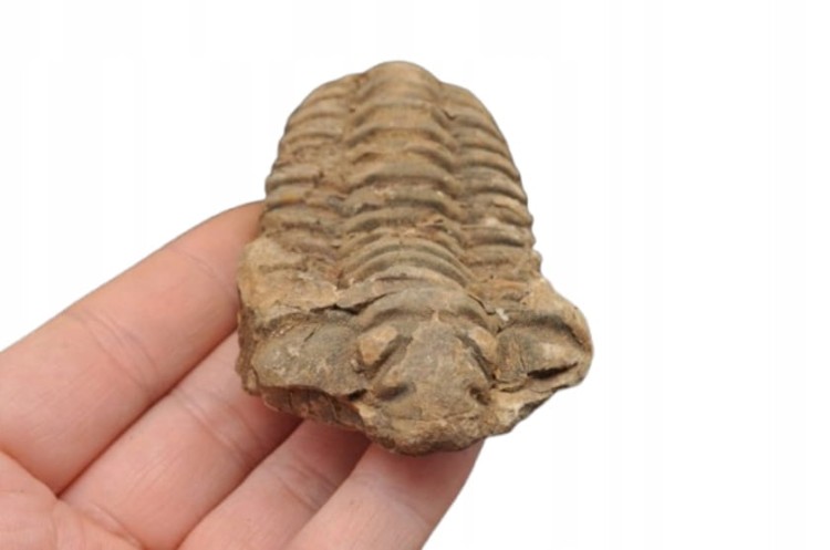 * TRYLOBIT FLEXICALYMENE CIEKAWA SKAMIENIAŁOŚĆ IDEALNA DO DEKORACJI NR 8 *