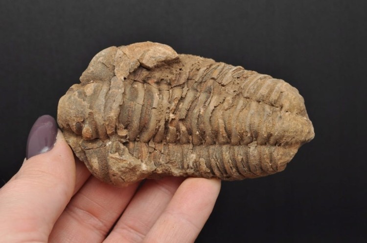 * TRYLOBIT FLEXICALYMENE CIEKAWA SKAMIENIAŁOŚĆ IDEALNA DO DEKORACJI NR 8 *