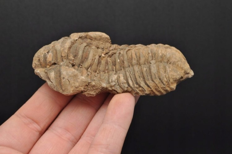 * TRYLOBIT FLEXICALYMENE CIEKAWA SKAMIENIAŁOŚĆ IDEALNA DO DEKORACJI NR 8 *