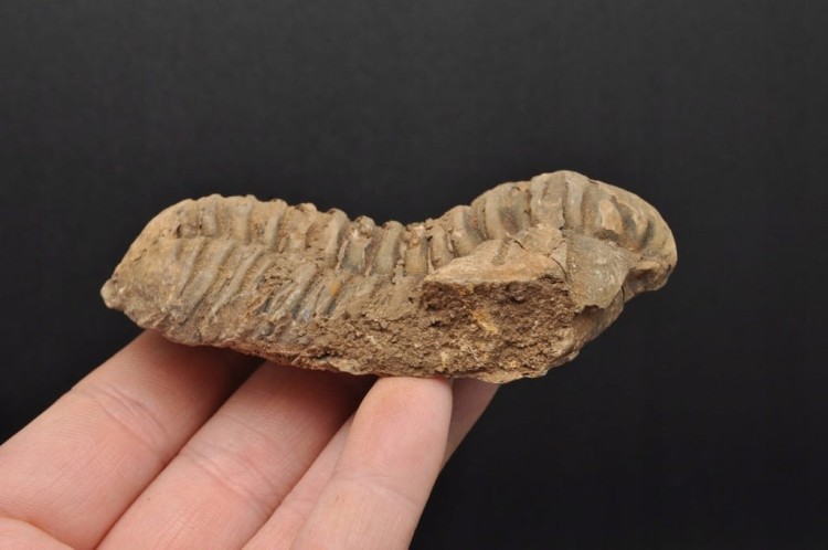 * TRYLOBIT FLEXICALYMENE CIEKAWA SKAMIENIAŁOŚĆ IDEALNA DO DEKORACJI NR 8 *