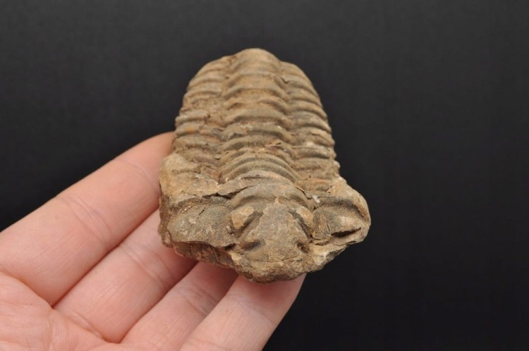 * TRYLOBIT FLEXICALYMENE CIEKAWA SKAMIENIAŁOŚĆ IDEALNA DO DEKORACJI NR 8 *