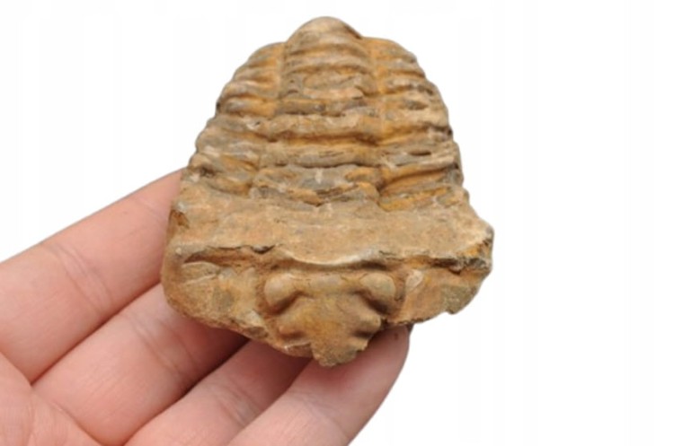 * TRYLOBIT FLEXICALYMENE SUPER JAKOŚĆ ORYGINALNA SKAMIENIAŁOŚĆ NR 1 *