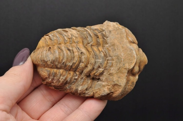 * TRYLOBIT FLEXICALYMENE SUPER JAKOŚĆ ORYGINALNA SKAMIENIAŁOŚĆ NR 1 *