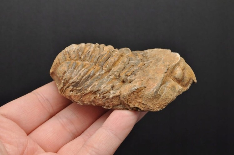 * TRYLOBIT FLEXICALYMENE SUPER JAKOŚĆ ORYGINALNA SKAMIENIAŁOŚĆ NR 1 *