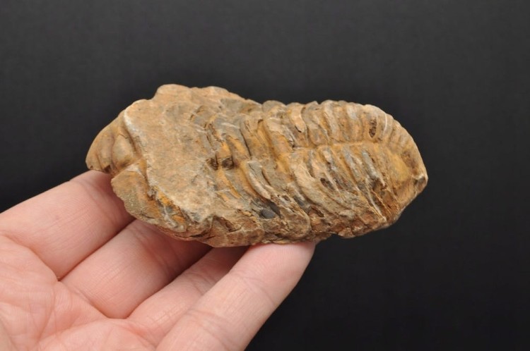 * TRYLOBIT FLEXICALYMENE SUPER JAKOŚĆ ORYGINALNA SKAMIENIAŁOŚĆ NR 1 *