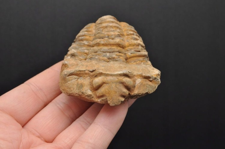 * TRYLOBIT FLEXICALYMENE SUPER JAKOŚĆ ORYGINALNA SKAMIENIAŁOŚĆ NR 1 *