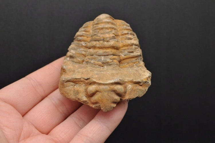 * TRYLOBIT FLEXICALYMENE SUPER JAKOŚĆ ORYGINALNA SKAMIENIAŁOŚĆ NR 1 *