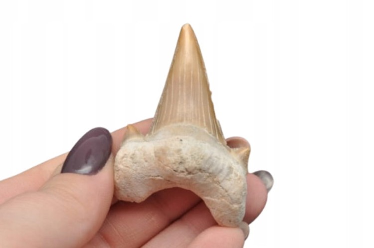 * ZĄB REKINA MAROKO SKAMIENIAŁOŚĆ DLA WYJĄTKOWEJ OSOBY NR 8 *