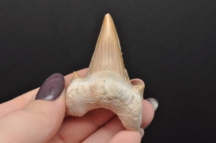 * ZĄB REKINA MAROKO SKAMIENIAŁOŚĆ DLA WYJĄTKOWEJ OSOBY NR 8 *