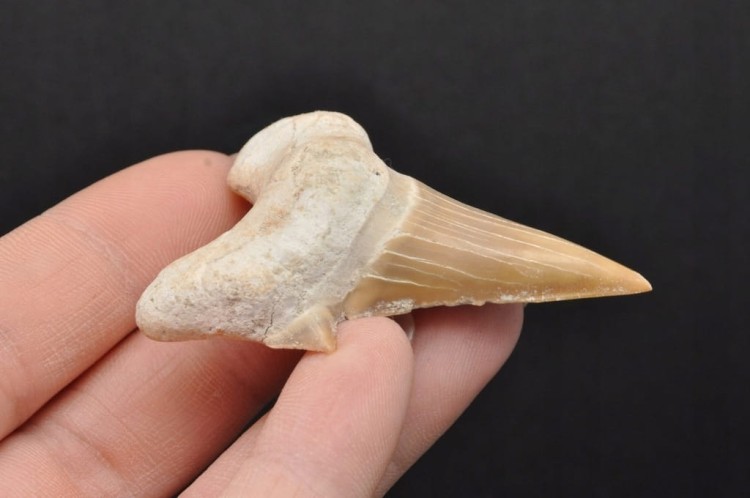 * ZĄB REKINA MAROKO SKAMIENIAŁOŚĆ DLA WYJĄTKOWEJ OSOBY NR 8 *