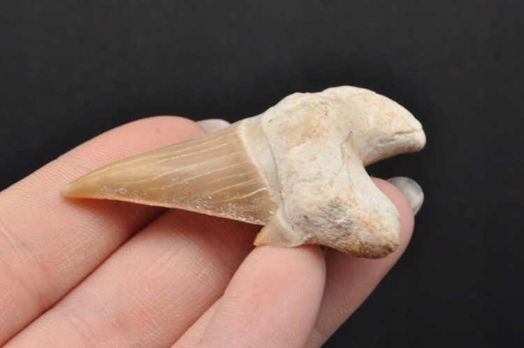 * ZĄB REKINA MAROKO SKAMIENIAŁOŚĆ DLA WYJĄTKOWEJ OSOBY NR 8 *