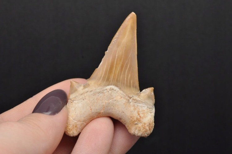 * ZĄB REKINA MAROKO SKAMIENIAŁOŚĆ DLA WYJĄTKOWEJ OSOBY NR 8 *