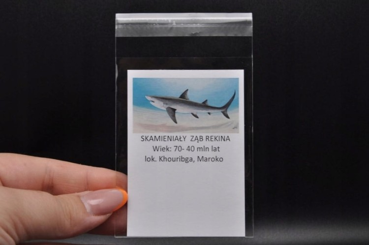 * ZĄB REKINA MAROKO SKAMIENIAŁOŚĆ DLA WYJĄTKOWEJ OSOBY NR 8 *