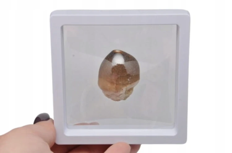 * SKAMIENIAŁY ZĄB MOZAZAURA GLOBIDENS W RAMCE 3D DOBRA JAKOŚĆ NR 2 *