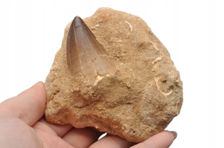 * SKAMIENIAŁY ZĄB W SKALE MOZAZAUR MOSASAUR MAROKO ORYGINALNY OKAZ NR M1 *