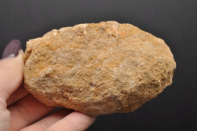 * SKAMIENIAŁY ZĄB W SKALE MOZAZAUR MOSASAUR SKAMIELINA JAKO PREZENT NR M4 *
