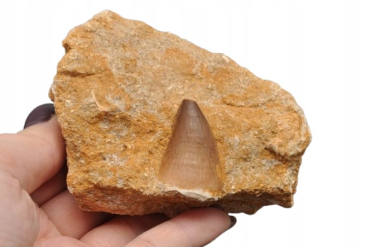* SKAMIENIAŁY ZĄB W SKALE MOZAZAUR MOSASAUR SKAMIELINA PIĘKNA BARWA NR M10