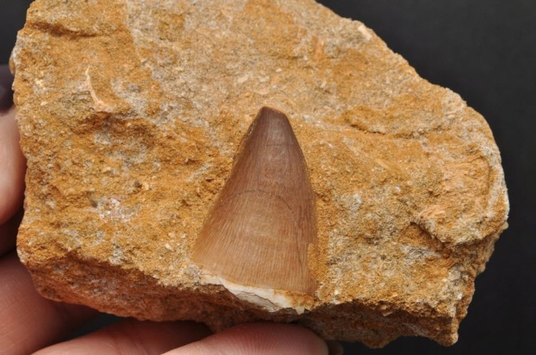 * SKAMIENIAŁY ZĄB W SKALE MOZAZAUR MOSASAUR SKAMIELINA PIĘKNA BARWA NR M10