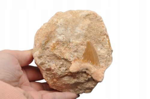 * ZĄB REKINA W SKALE ATRAKCYJNA SKAMIENIAŁOŚĆ DOSKONAŁA DO KOLEKCJI NR R2 *