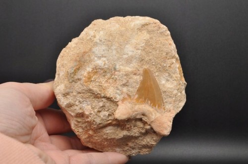 * ZĄB REKINA W SKALE ATRAKCYJNA SKAMIENIAŁOŚĆ DOSKONAŁA DO KOLEKCJI NR R2 *