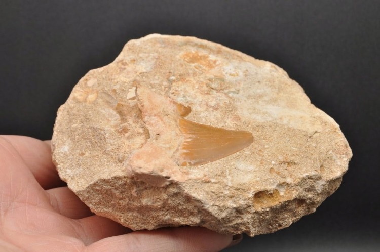 * ZĄB REKINA W SKALE ATRAKCYJNA SKAMIENIAŁOŚĆ DOSKONAŁA DO KOLEKCJI NR R2 *