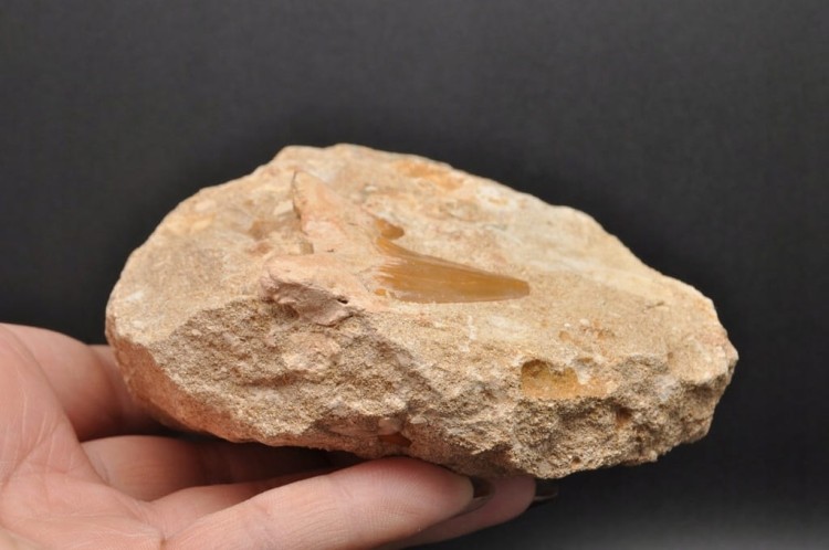 * ZĄB REKINA W SKALE ATRAKCYJNA SKAMIENIAŁOŚĆ DOSKONAŁA DO KOLEKCJI NR R2 *