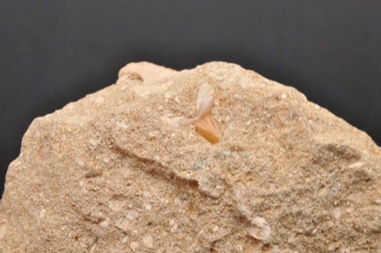 * ZĄB REKINA W SKALE ATRAKCYJNA SKAMIENIAŁOŚĆ DOSKONAŁA DO KOLEKCJI NR R2 *