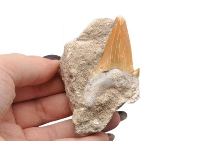 * ZĄB REKINA W SKALE ORYGINALNA SKAMIENIAŁOŚĆ DOSKONAŁA DO DEKORACJI NR R10