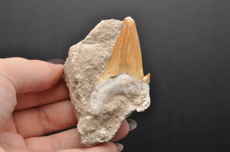 * ZĄB REKINA W SKALE ORYGINALNA SKAMIENIAŁOŚĆ DOSKONAŁA DO DEKORACJI NR R10