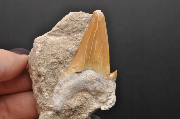 * ZĄB REKINA W SKALE ORYGINALNA SKAMIENIAŁOŚĆ DOSKONAŁA DO DEKORACJI NR R10