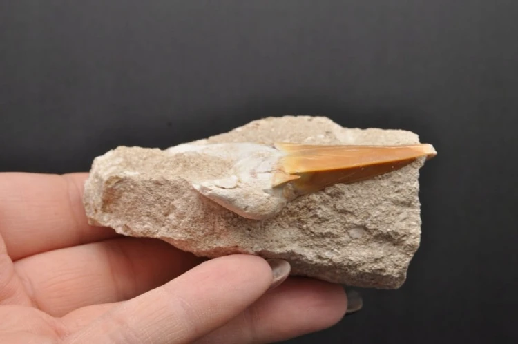 * ZĄB REKINA W SKALE ORYGINALNA SKAMIENIAŁOŚĆ DOSKONAŁA DO DEKORACJI NR R10