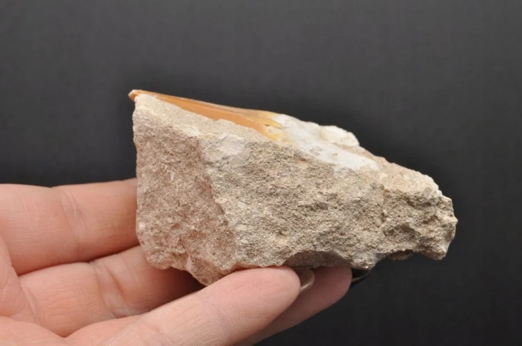 * ZĄB REKINA W SKALE ORYGINALNA SKAMIENIAŁOŚĆ DOSKONAŁA DO DEKORACJI NR R10