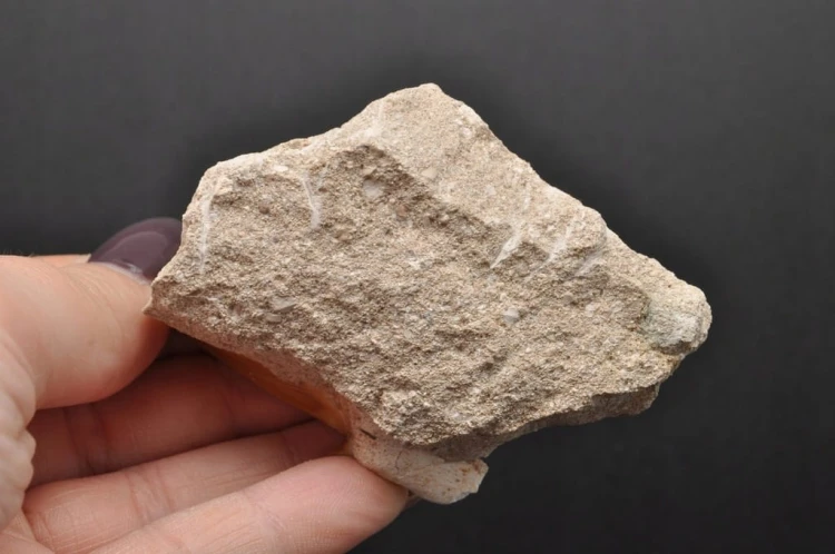 * ZĄB REKINA W SKALE ORYGINALNA SKAMIENIAŁOŚĆ DOSKONAŁA DO DEKORACJI NR R10