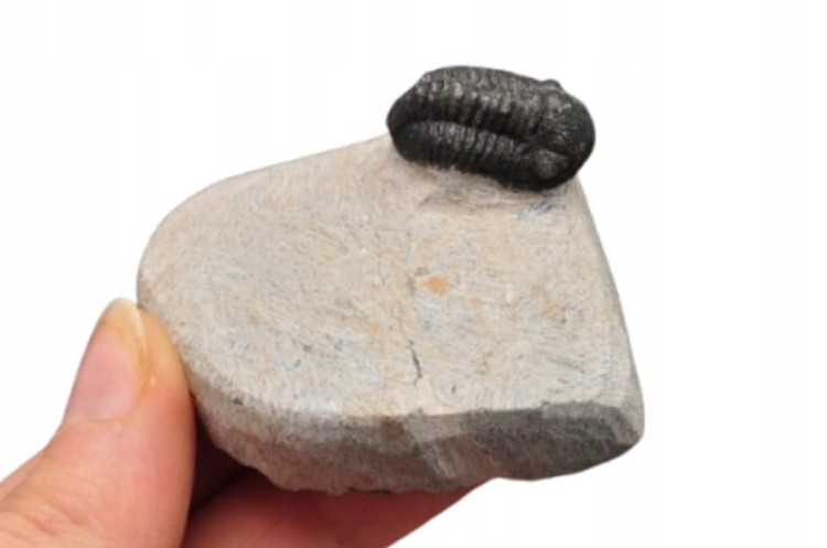 * TRYLOBIT PHACOPS W SKALE MAROKO MAŁY DOBRZE ZACHOWANY OKAZ NR 9 *