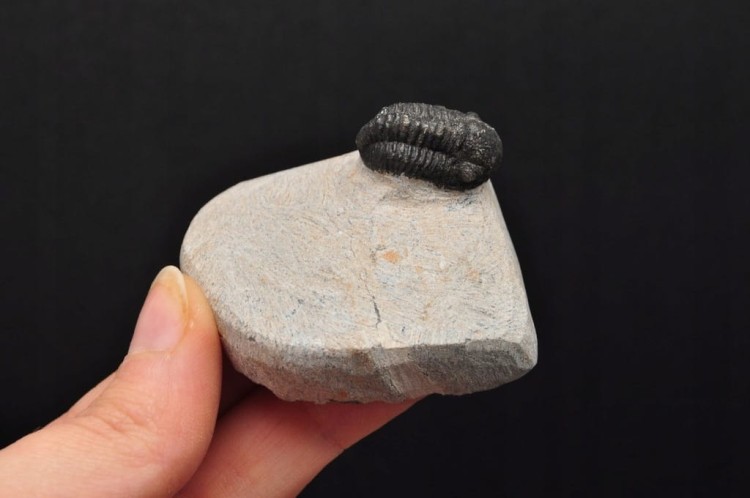 * TRYLOBIT PHACOPS W SKALE MAROKO MAŁY DOBRZE ZACHOWANY OKAZ NR 9 *