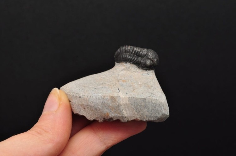 * TRYLOBIT PHACOPS W SKALE MAROKO MAŁY DOBRZE ZACHOWANY OKAZ NR 9 *