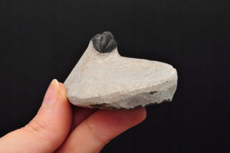 * TRYLOBIT PHACOPS W SKALE MAROKO MAŁY DOBRZE ZACHOWANY OKAZ NR 9 *