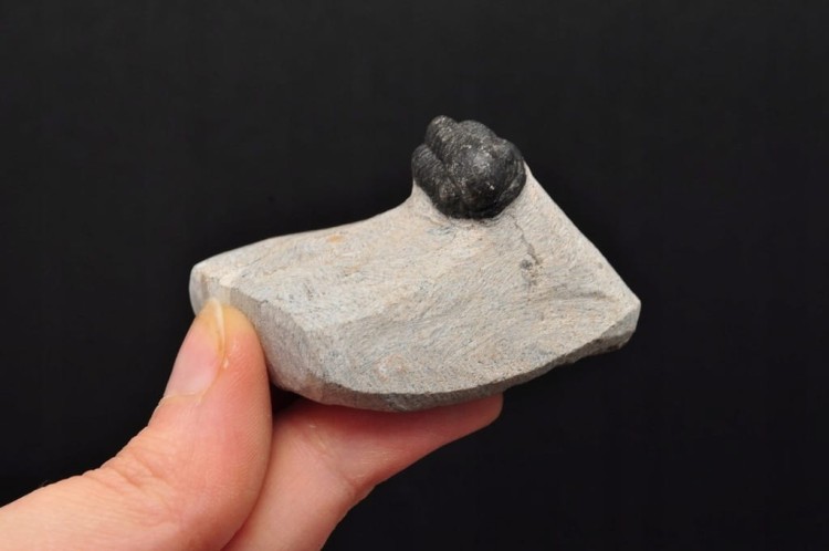 * TRYLOBIT PHACOPS W SKALE MAROKO MAŁY DOBRZE ZACHOWANY OKAZ NR 9 *