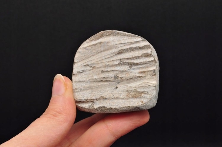 * TRYLOBIT PHACOPS W SKALE MAROKO MAŁY DOBRZE ZACHOWANY OKAZ NR 9 *